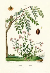 Jujuba, 1833-39